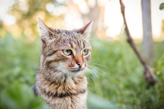 Striped tabby cat with green eyes sitting in garden against blurred greenery and tree branches in warm evening light