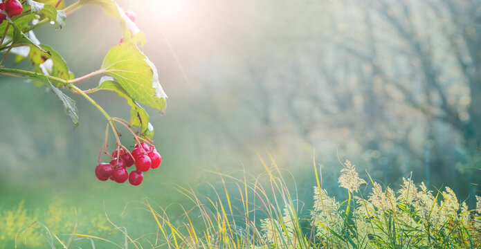 Cluster of red viburnum berries on branch on left of wide format shot with sunbeams and wild grasses in background