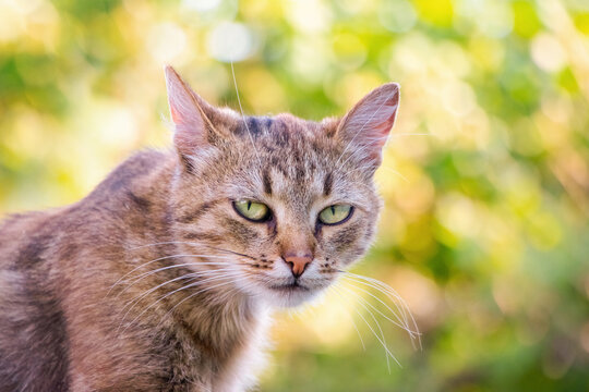 Brown cat with a attentive gaze in the garden against a blurred background, a cat portrait