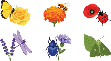 Collection of colorful insects and flowers including butterfly bee ladybug dragonfly beetle and moth isolated on white background for design © Ali