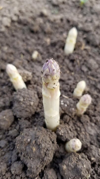 Fresh white asparagus spears growing and sprouting from dark organic soil in a farm field. Spring harvest, healthy vegetable, agricultural plantation.