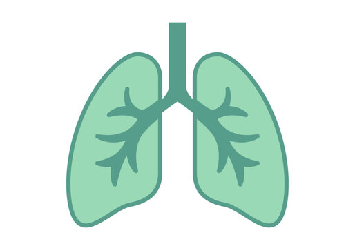 Pulmones humanos con tr&aacute;quea y bronquios en color verde