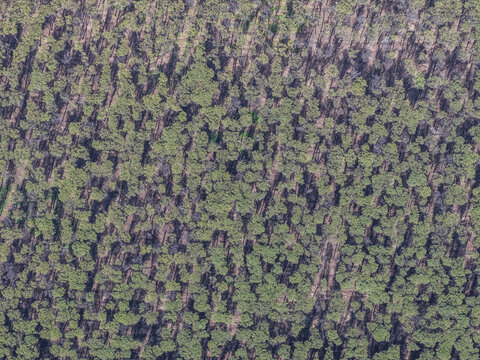 Aerial view of a dense pine forest with long shadows stretching across the ground under bright sunlight in Paestum, Campania, Italy.