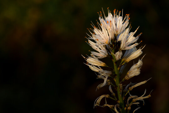 Macro shot of white Asphodelus flower with orange anthers on dark background