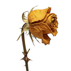 Fototapeta premium A wilted and brown rose on a thorny stem