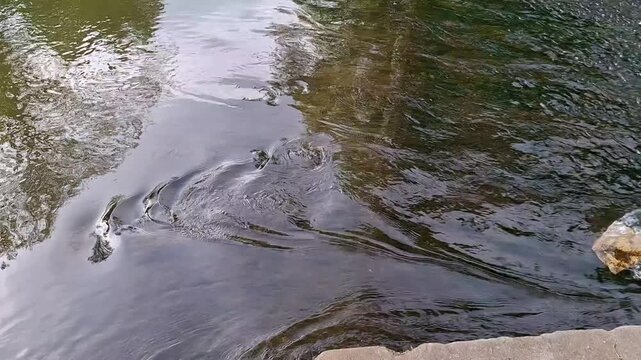 Flowing River Water Surface with Gentle Current and Reflections