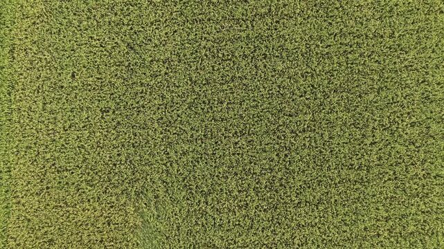 Aerial Top Down View of Green Paddy Rice Field, Drone Footage 4K