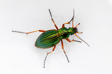 Goldlaufkäfer (Carabus auratus Linnaeus) © Bruno Mader
