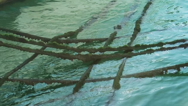 Weathered ropes and fishing nets floating in marina water, emphasizing maritime industry textures, nautical equipment and authentic coastal harbor atmosphere.