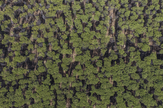 Aerial view of a dense green pine forest with long shadows and sunlight filtering through the trees in Paestum, Campania, Italy.