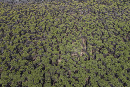 Aerial view of a dense pine forest with lush green canopies and vertical tree trunks in Paestum, Campania, Italy.