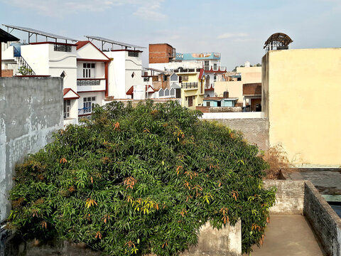 A scenic landscape featuring a lush green mango tree standing near beautiful modern and traditional buildings under a dramatic cloudy sky. The peaceful outdoor setting combines nature, &lrm;May,&lrm;10, &lrm;2026