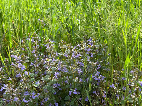 Ground ivy Glechoma hederacea purple flowering plant in the meadow grass.