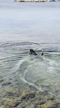 Dog swimming in clear sea water near rocky shore with gentle ripples. Summer beach video, playful pet enjoying ocean, happy dag, happiness,  relaxing coastal nature scene.
