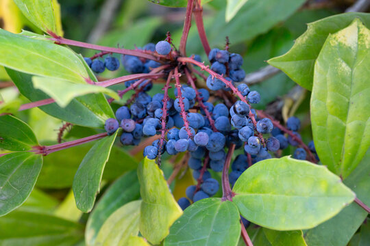 Close-up of ripe bright blue Mahonia berries among green leaves, Mahonia gracilipes in winter.