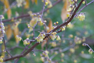 Chimonanthus praecox blooming in the park. A delicate yellow flower on a branch blooms in winter, close-up. © Anna
