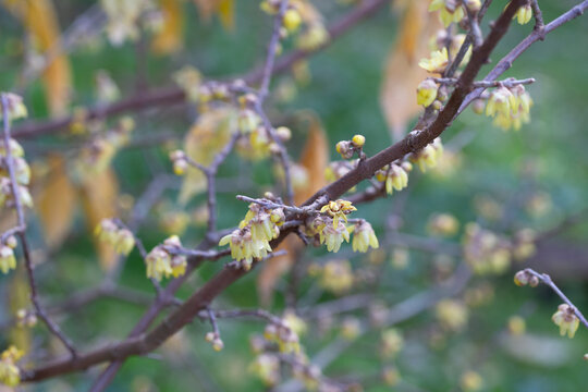 Chimonanthus praecox blooming in the park. A delicate yellow flower on a branch blooms in winter, close-up.