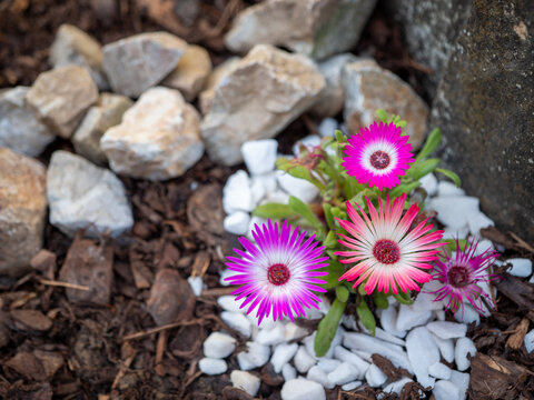 Colorful ice plant growing in rock garden with white stones. Drought-tolerant succulent ideal for sunny gardens, rockeries and low maintenance landscaping.