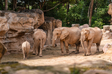 Fototapeta premium Group of African elephants, including a calf, interact and feed in a sunlit enclosure surrounded by large rocks and trees.