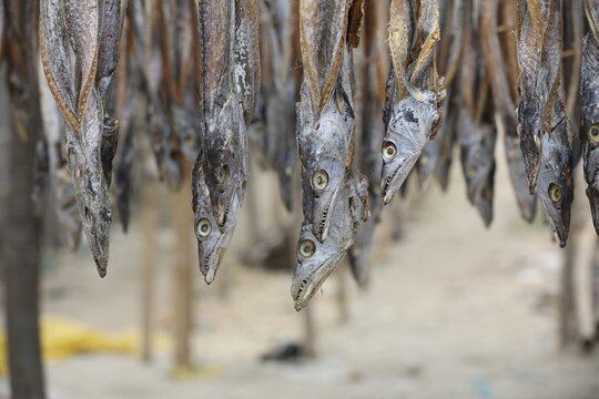 Dry fish production in Cox&rsquo;s Bazar is one of the oldest and most important traditional industries in the coastal region of Bangladesh.
