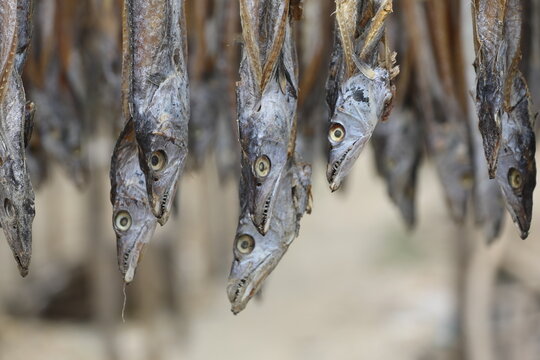Dry fish production in Cox&rsquo;s Bazar is one of the oldest and most important traditional industries in the coastal region of Bangladesh.