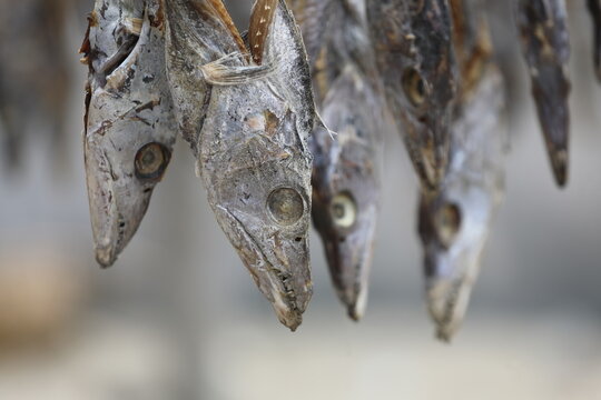 Dry fish production in Cox&rsquo;s Bazar is one of the oldest and most important traditional industries in the coastal region of Bangladesh.