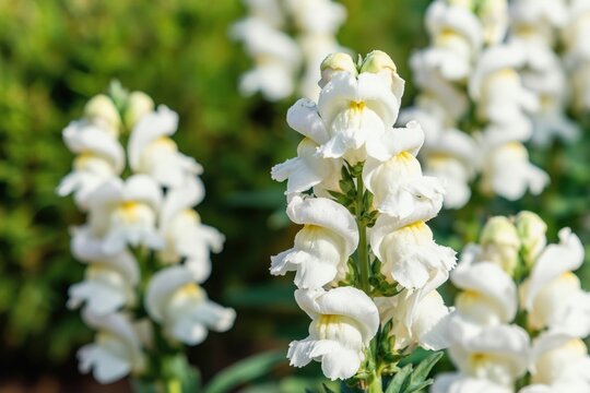 Clusters of white dragon flowers bloom in a sunlit garden. These snapdragons with yellow centers grow tall on green stems with leaves. Fresh nature.
