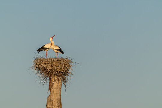 Wild lebendes Storchenpaar am fr&uuml;hen Morgen im Nest auf einem hohen alten Baumstamm im Neeracherried, Kanton Z&uuml;rich, Schweiz, Europa