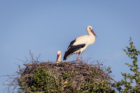 Wild lebendes Storchenpaar im Nest auf einer Baumkrone im Neeracherried, Kanton Z&uuml;rich, Schweiz, Europa