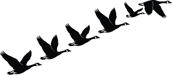 Flying bird silhouettes, migratory geese formation vector, wildlife flight design, nature motion art, flock illustration - flat vector illustration © TOMSINA