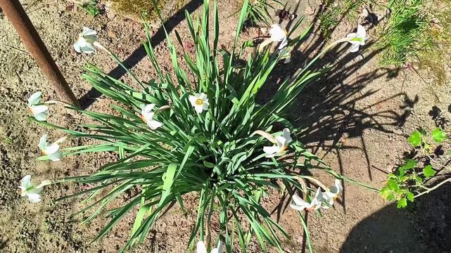 A daffodil flower growing in the garden in full bloom, illuminated by the spring sun