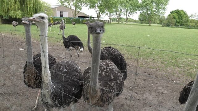 Curious ostriches on a farm look through a wire fence in daylight