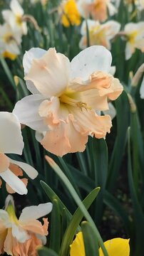 Blooming daffodil flower on spring day. Blooming narcissus flower close-up. Blossomed multi-colored flower with white pink petals, stamens, green leaves growing in ground. Natural background Vertical