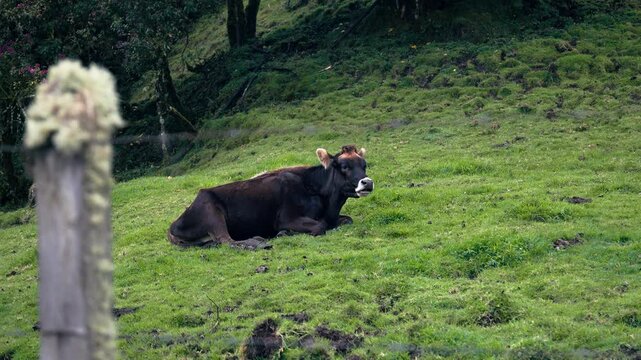 Brown cow lying down chewing cud on grassy hillside