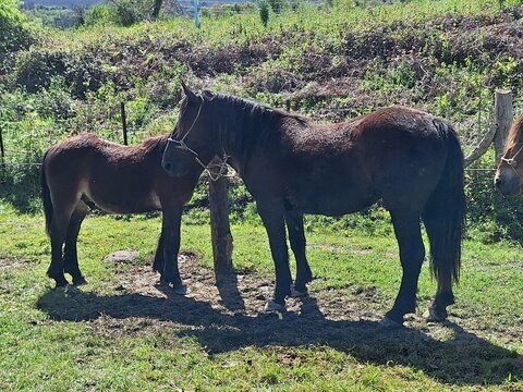 Caballo