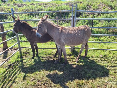 Burros