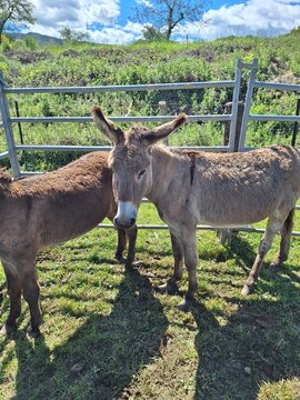 Burros