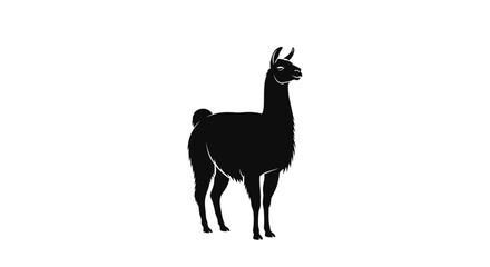 Fototapeta premium Black Silhouette of a Llama Standing Isolated on White Background, Vector Illustration