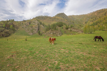 Fototapeta premium horses in the mountains of Altai, Russia