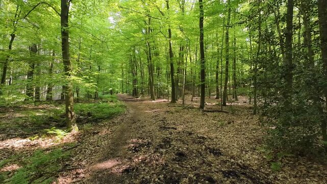 Sunlit view of a lush deciduous forest in spring, featuring vibrant green beech leaves, slender tree trunks, and a forest floor covered in dry foliage and fresh grass.