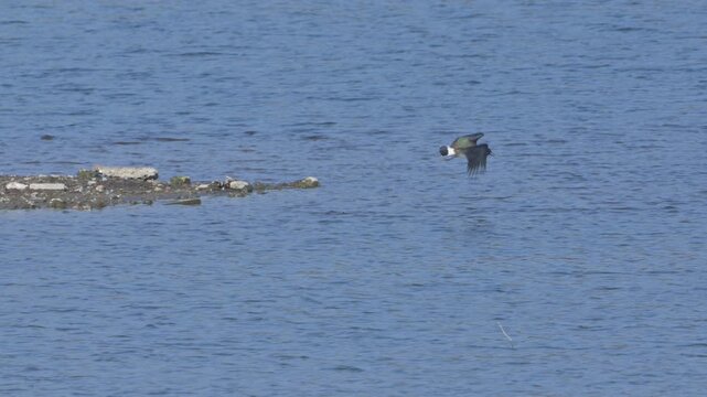 Lapwing (Vanellus vanellus) taking off and joined by another in flight. Kent, UK [Slow motion x5]
