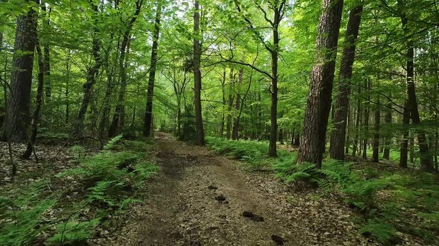 Sunlit view of a lush deciduous forest in spring, featuring vibrant green beech leaves, slender tree trunks, and a forest floor covered in dry foliage and fresh grass.