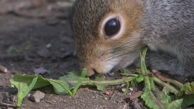 Grey Squirrel (Sciurus carolinensis) in closeup foraging for food on the ground. May, Kent, UK [Slow motion x5]