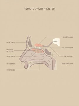 Human Olfactory System Educational Anatomy Diagram