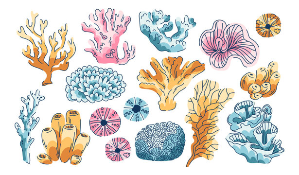 large collection of sea corals and anemones on white