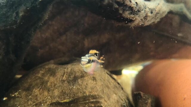 Male Apistogramma cichlid retreating to territory cave showing territorial hiding behavior in tropical freshwater aquascape video