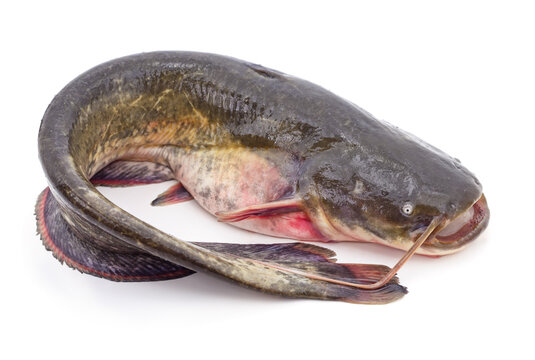 Large fresh raw catfish on a white background.