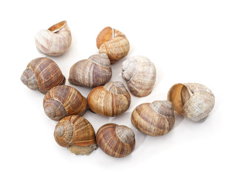 Group of grape snails and empty shells on a white background.