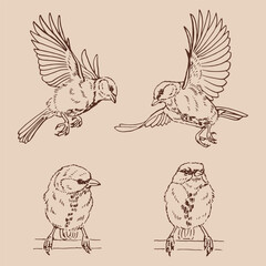 Set of titmouse. Hand drawn vector illustration in outline style. © Darya