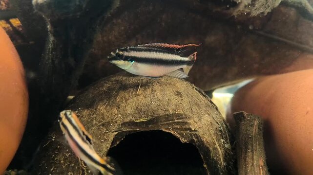 Apistogramma dwarf cichlid hiding in shadow of driftwood showing cautious natural behavior in tropical planted aquarium underwater video

